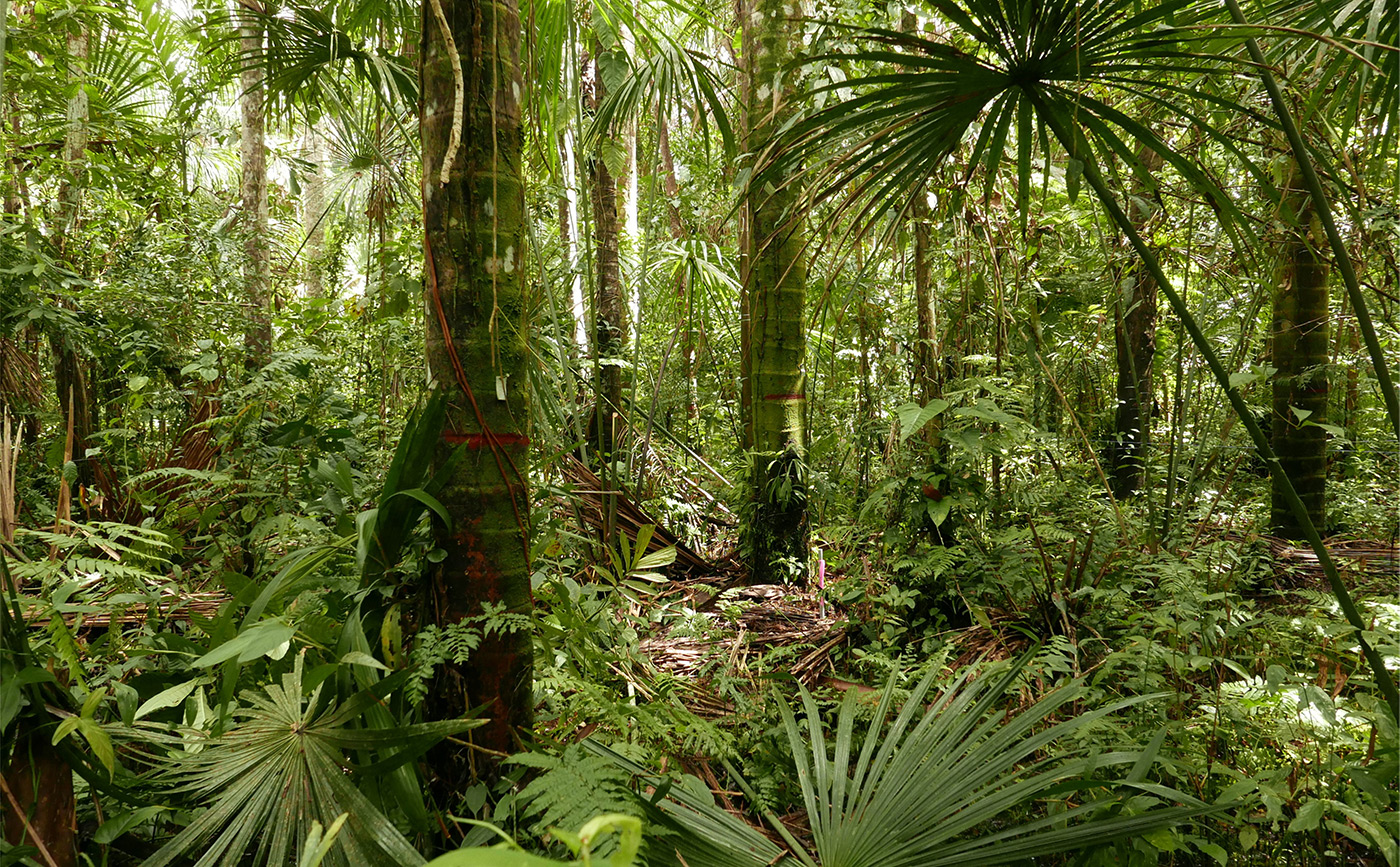 Ecosystems – From Steaming Swamp To Blanket Bog: