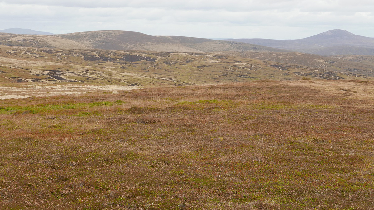 Blanket bog in the foreground with hills in the background
