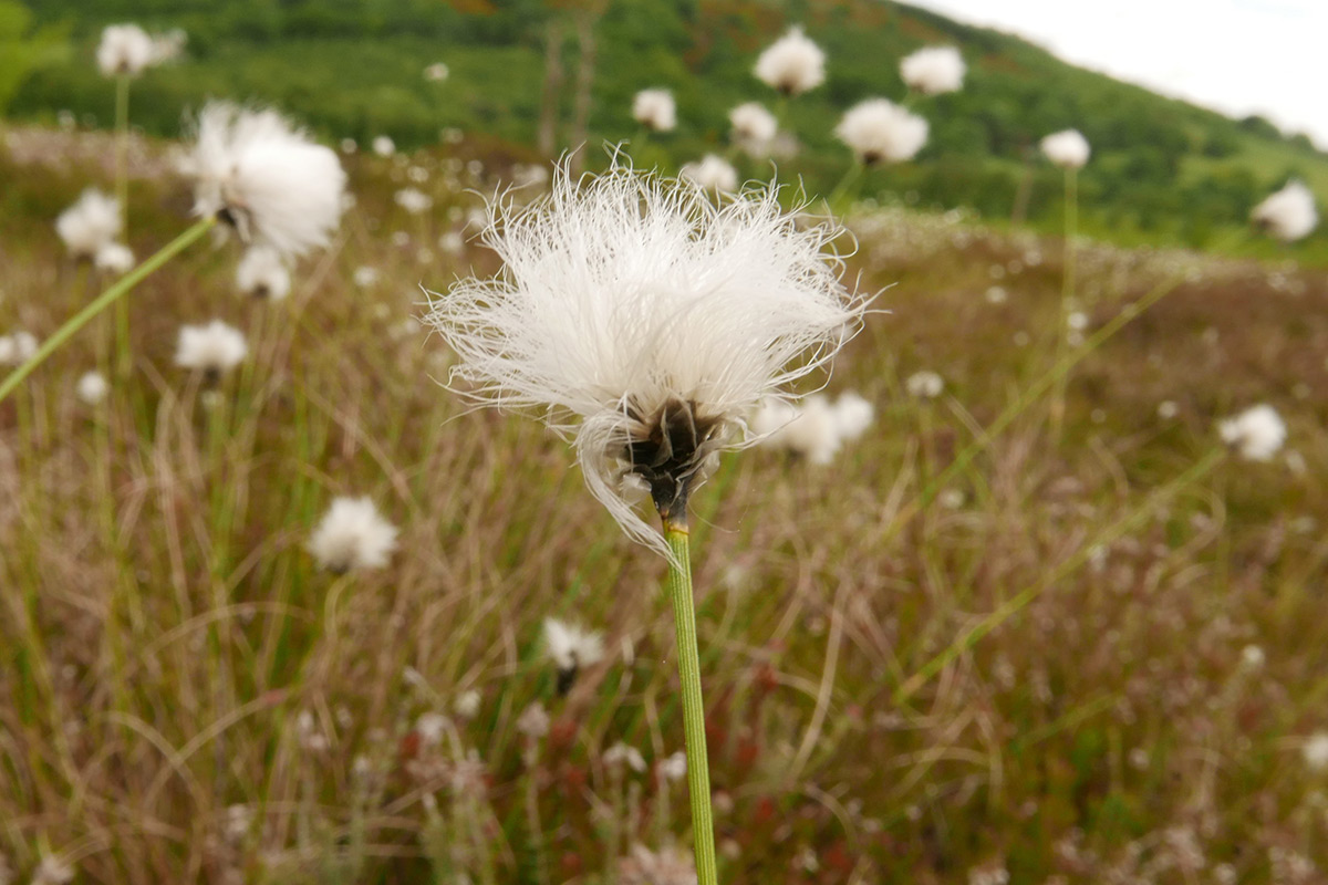 Bog cotton - white tufted flower with a green stem
